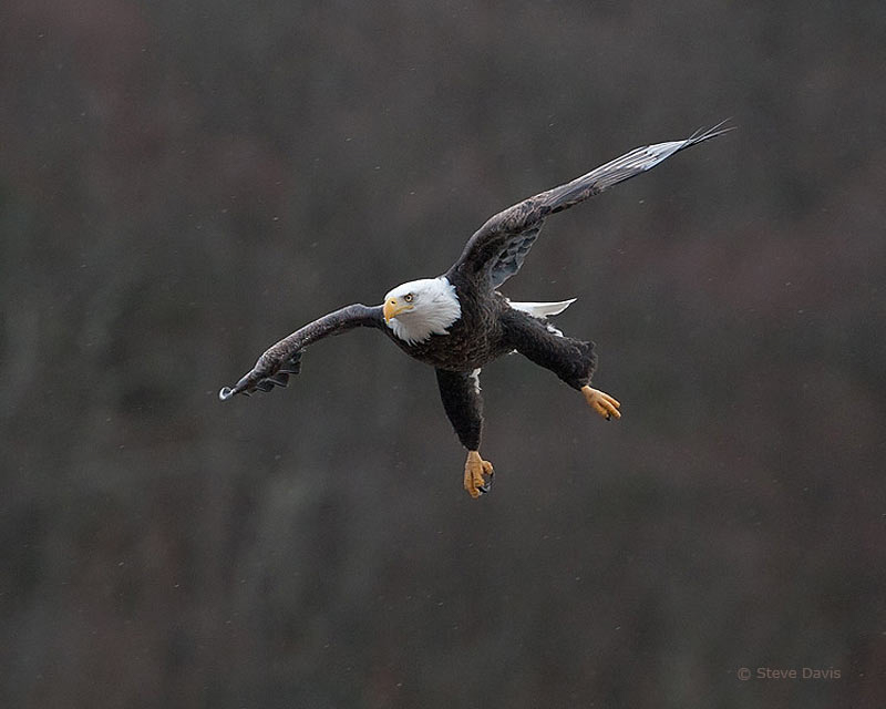 Bald Eagle © Steve Davis