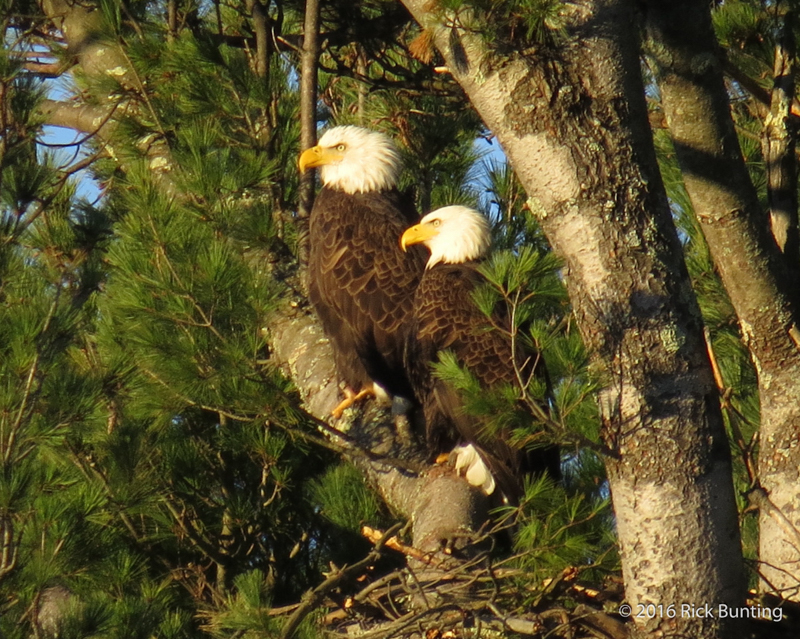 Bald Eagle © Rick Bunting