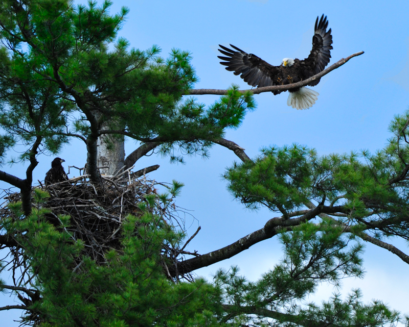 Bald Eagles at Rondout Reservoir, photo © Gloria Wagenknecht