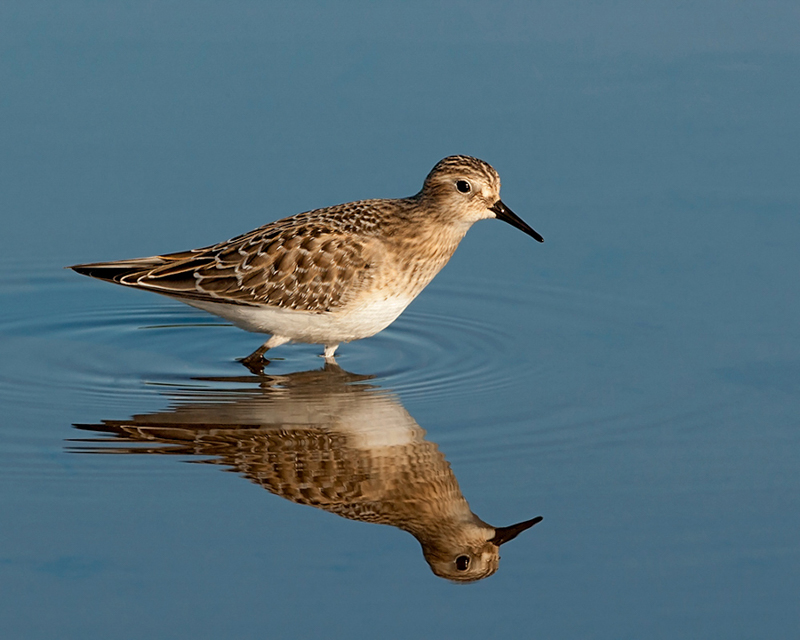 Baird's Sandpiper at Apollo Plaza, 2012 - photo by Steve Davis