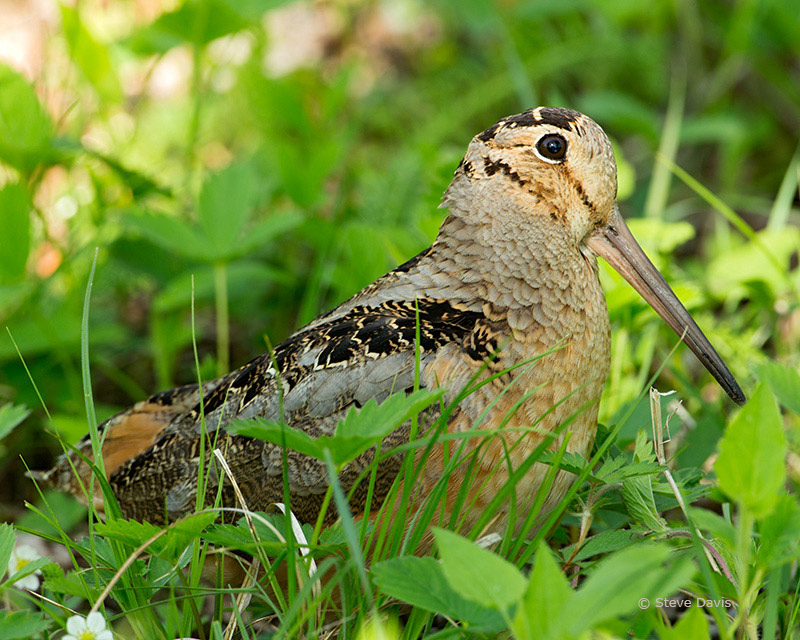 American Woodcock, photo © 2013 Catskill Country Images (Steve Davis)
