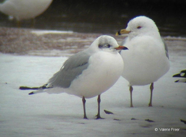Black-headed Gull and Ring-billed Gull © Valerie Freer
