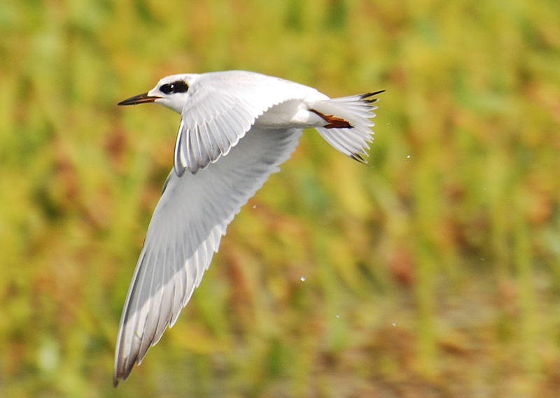 Forster's Tern, photo © 2012 Lance Verderame