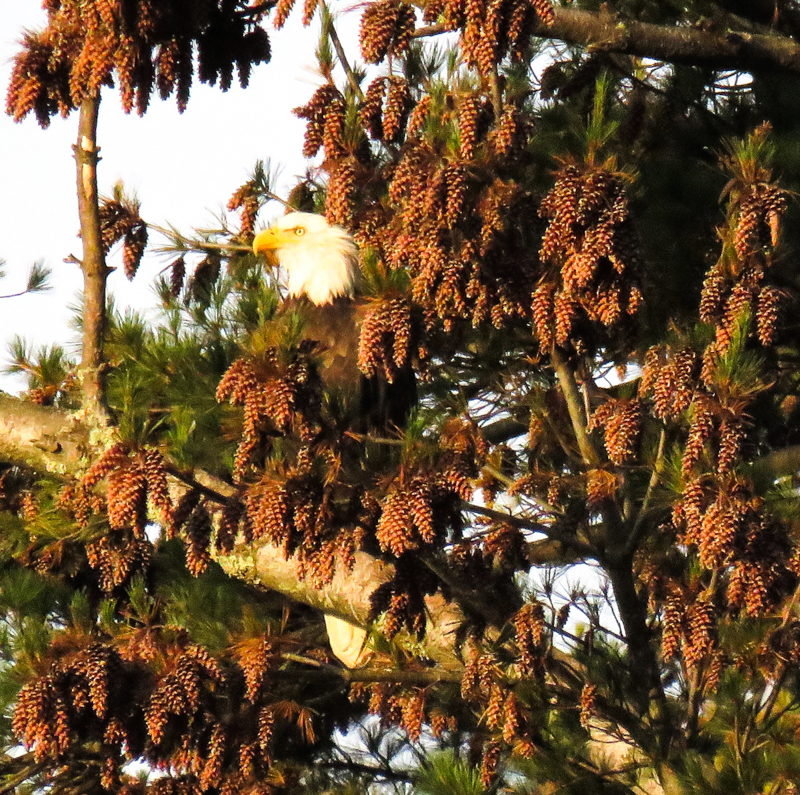 Bald Eagle with White Pine cones  © Rick Bunting