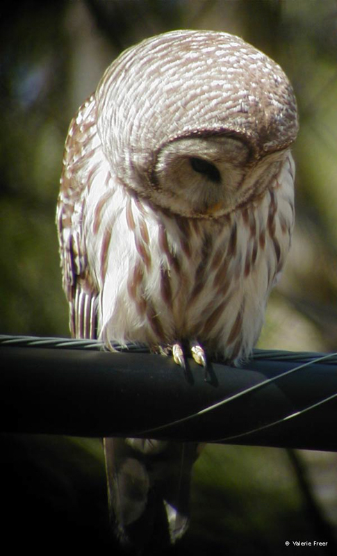 Barred Owl  © 2010 Valerie Freer