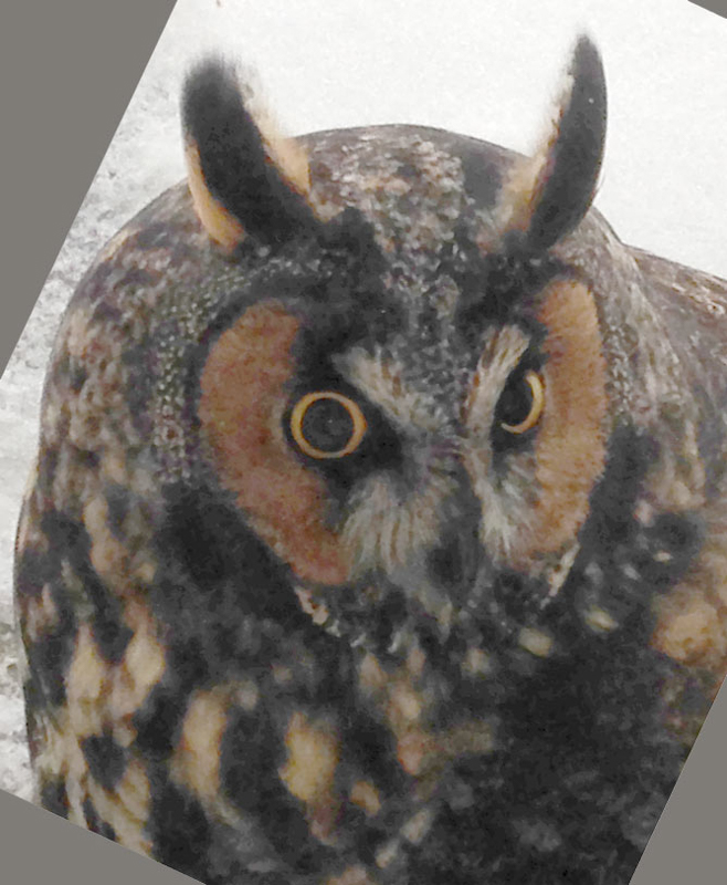 Long-eared Owl. © Robert Schultz 2014