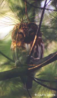 Northern Saw-whet Owl, June 2000  © Laurie Devine
