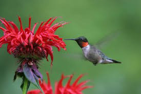 Ruby-throated Hummingbird © Maura Muller