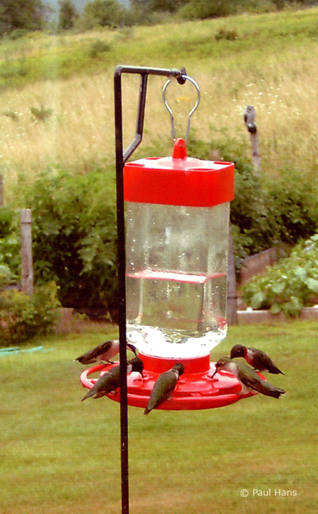 Ruby-throated Hummingbirds. © Paul Hans