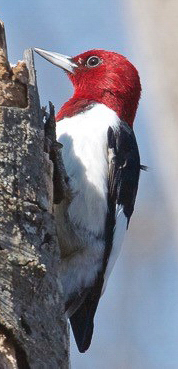 Red-headed Woodpecker © Gene McGarry