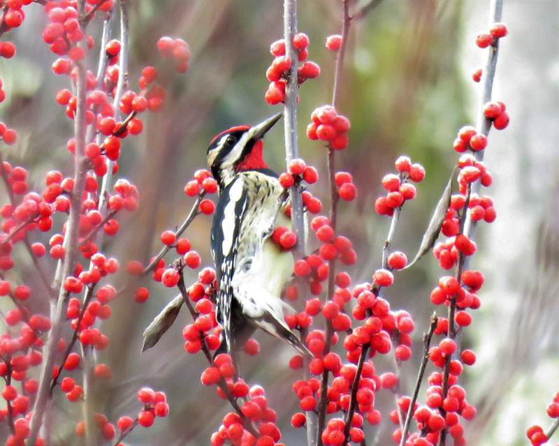 Yellow-bellied Sapsucker with Winterberry  © Rick Bunting