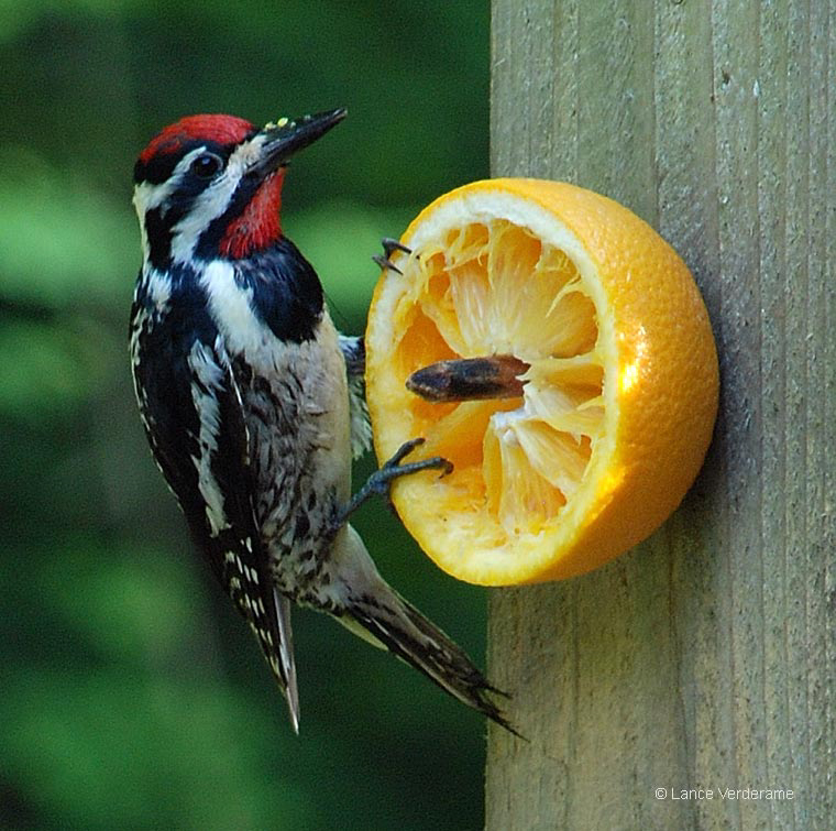 Yellow-bellied Sapsucker  © Lance Verderame