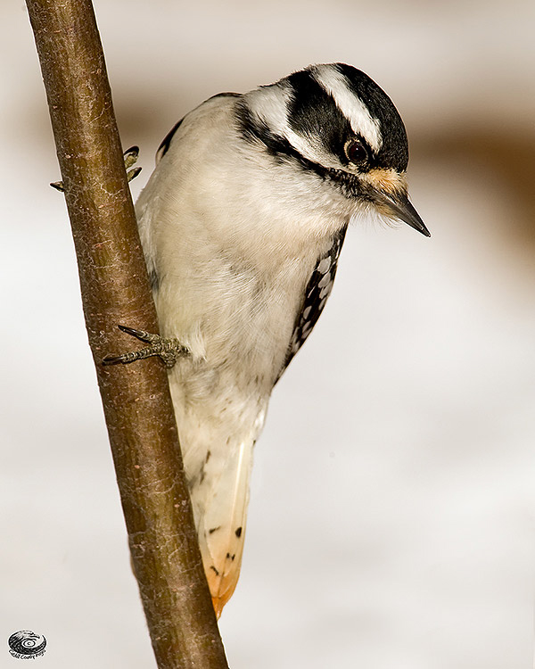 Downy Woodpecker © 2011 Steve Davis