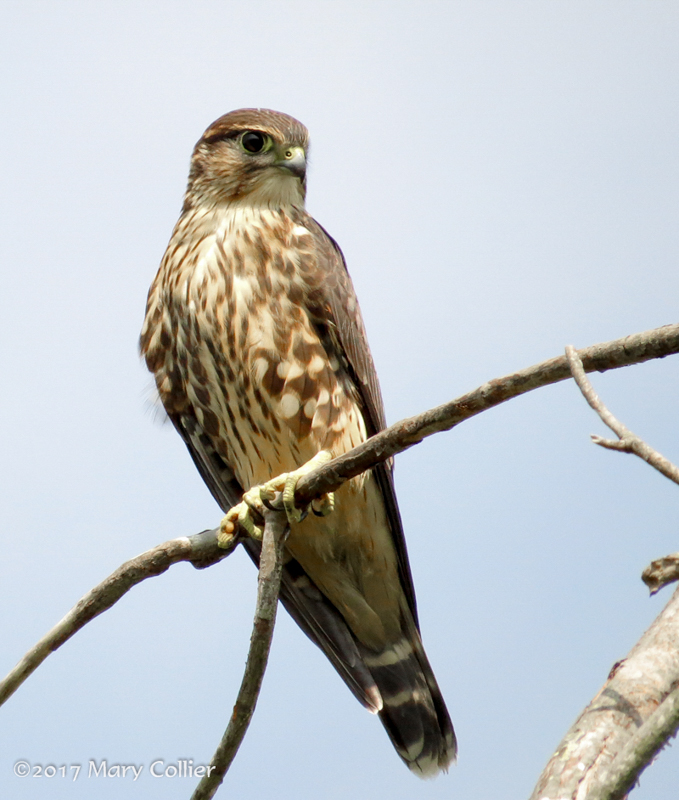 Merlin © Mary Collier