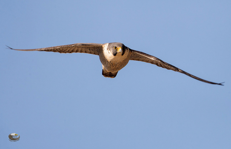 Peregrine Falcon, photo  © 2012 Steve Davis