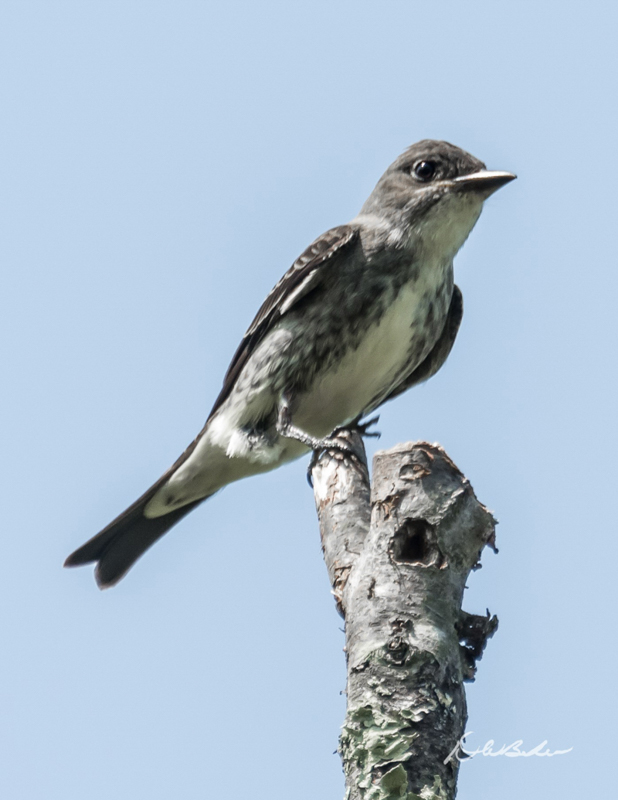 Olive-sided Flycatcher  © Dave Baker