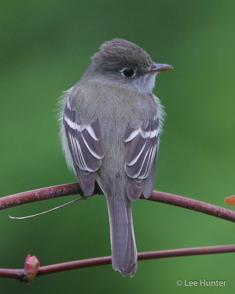 Least Flycatcher © Lee Hunter