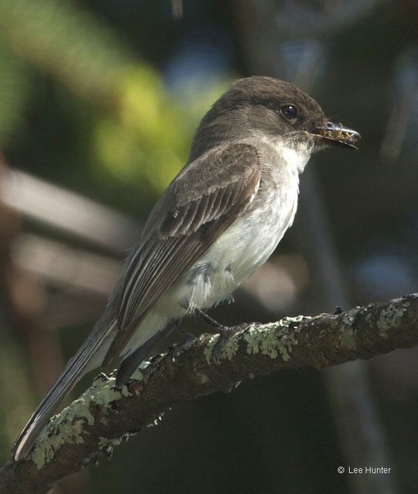 Eastern Phoebe, photo  © 2012 Lee Hunter