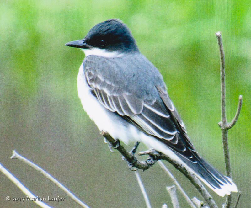 Eastern Kingbird © Marilyn Laufer