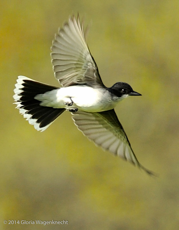 Eastern Kingbird. © 2014 Gloria Wagenknecht