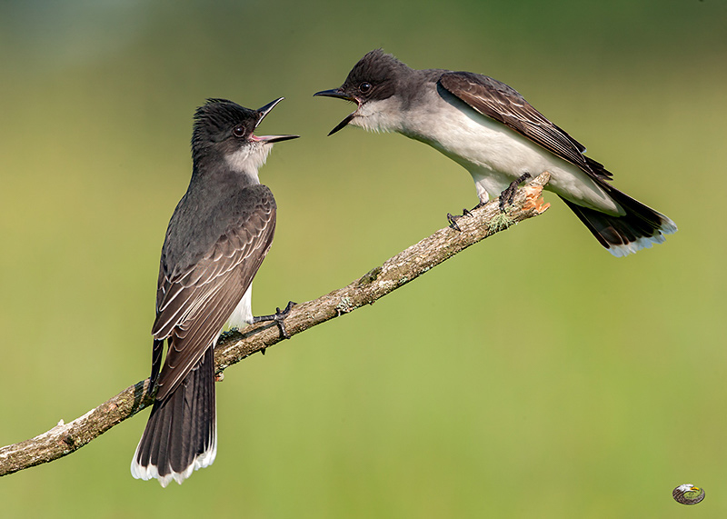 Eastern Kingbirds, photo  © 2012 Steve Davis