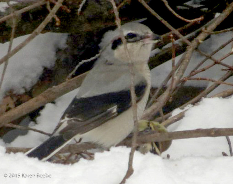 Northern Shrike. © 2014 Karen Beebe