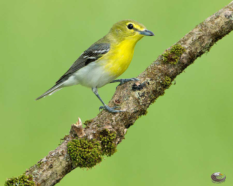 Yellow-throated Vireo. © 2014 Steve Davis