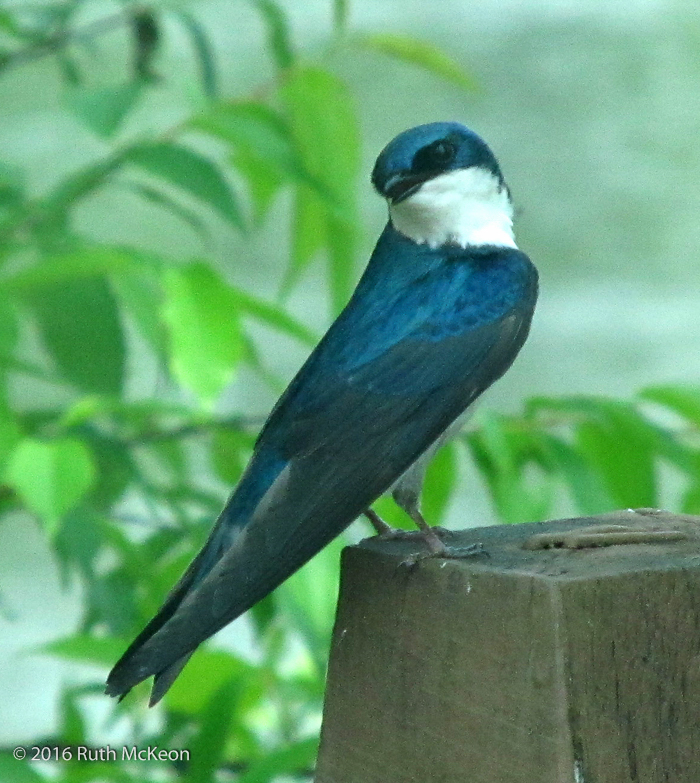 Tree Swallow  © Ruth McKeon