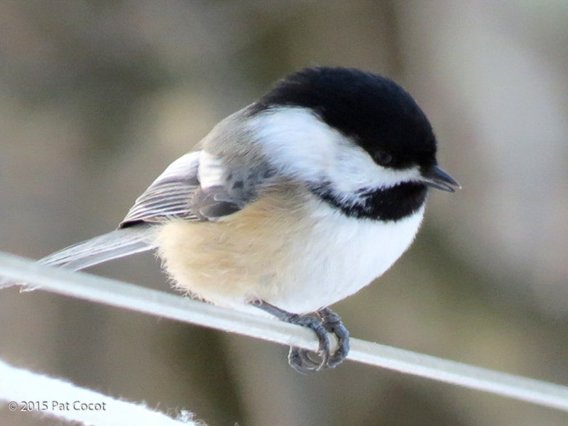Black-capped Chickadee. © 2014 Pat Cocot.