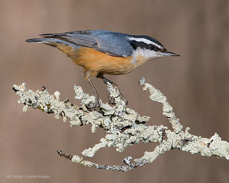 Red-breasted Nuthatch, photo  © 2010 Catskill Country Images (Steve Davis)
