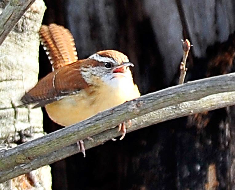 Carolina Wren  © 2013 Gloria Wagenknecht