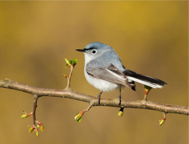 Blue-gray Gnatcatcher © 2015 Steve Davis