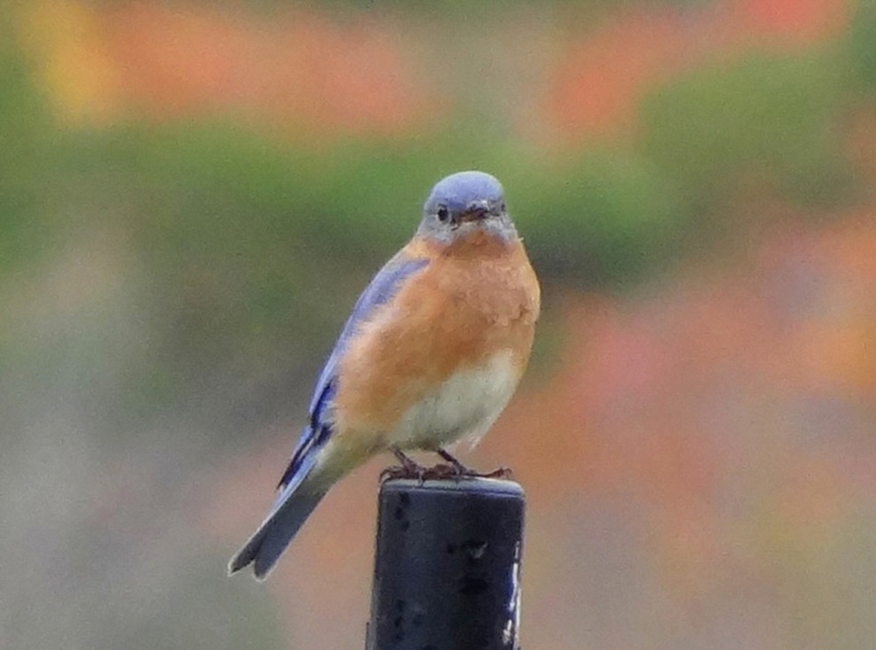 Eastern Bluebird, photo © 2013 Rick Bunting