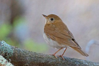 Veery © 2015 Gene McGarry