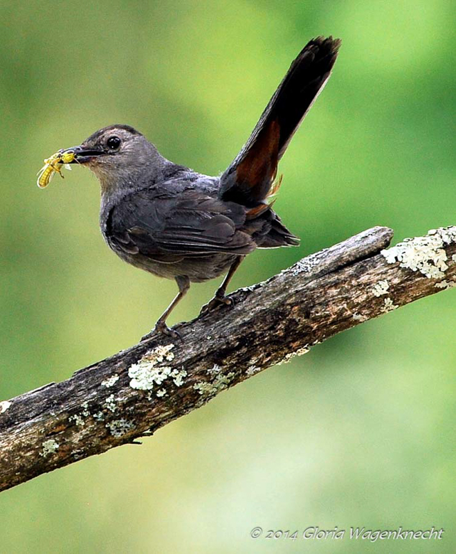 Gray Catbird. © 2014 Gloria Wagenknecht