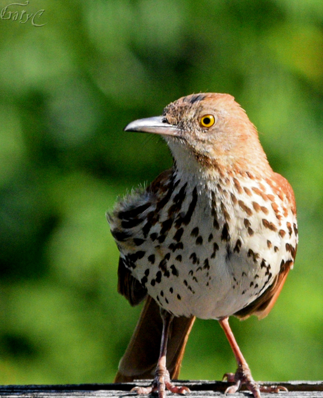 Brown Thrasher  © Gary Cormier