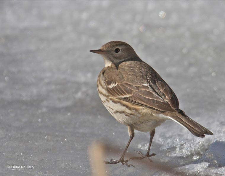 American Pipit, photo  © 2010 Gene McGarry