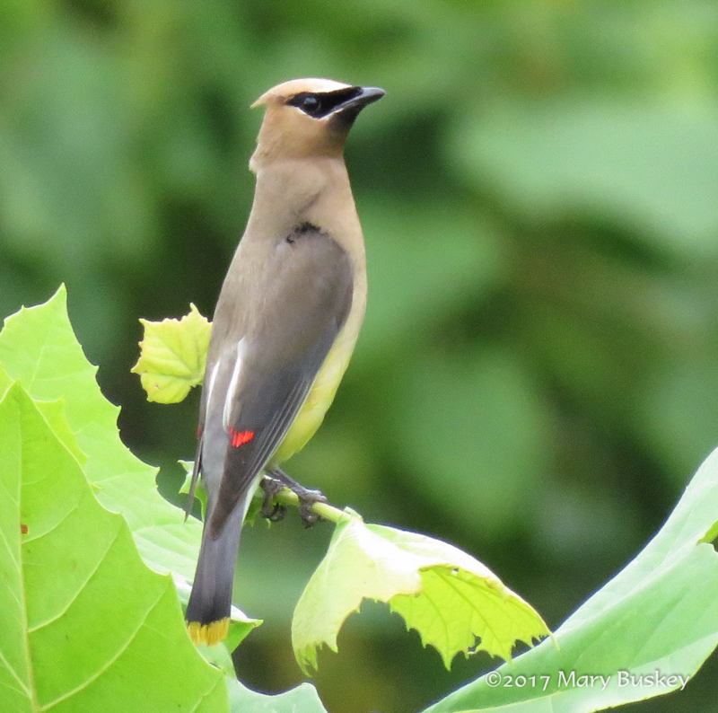 Cedar Waxwing  © Mary Buskey