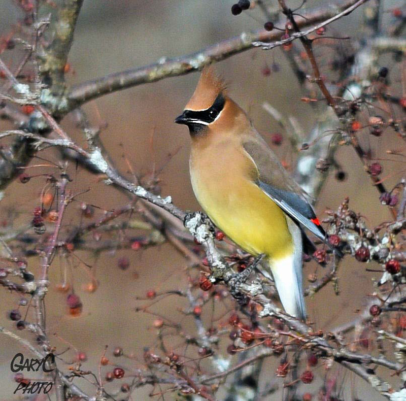 Cedar Waxwing  © Gary Cormier