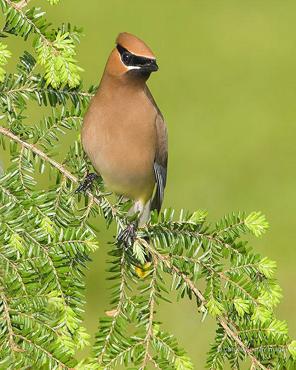 Cedar Waxwing, photo  © 2009 Catskill Country Images (Steve Davis)