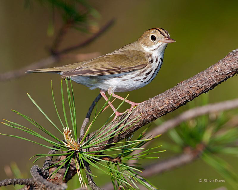 Ovenbird, photo  © 2010 Steve Davis