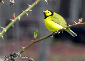 Hooded Warbler. © 2014 Karen Beebe