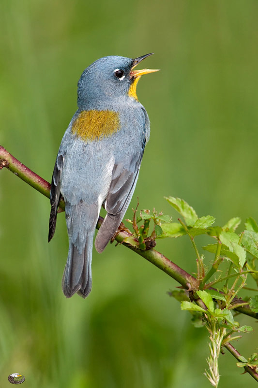 Northern Parula  © 2010 Steve Davis