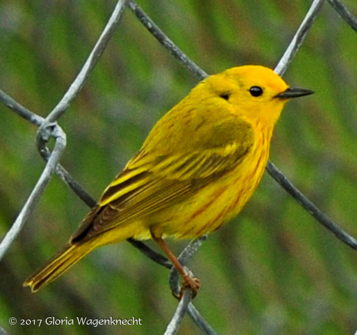 Yellow Warbler  © Gloria Wagenknecht