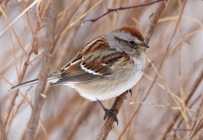 American Tree Sparrow © 2011 Lee Hunter