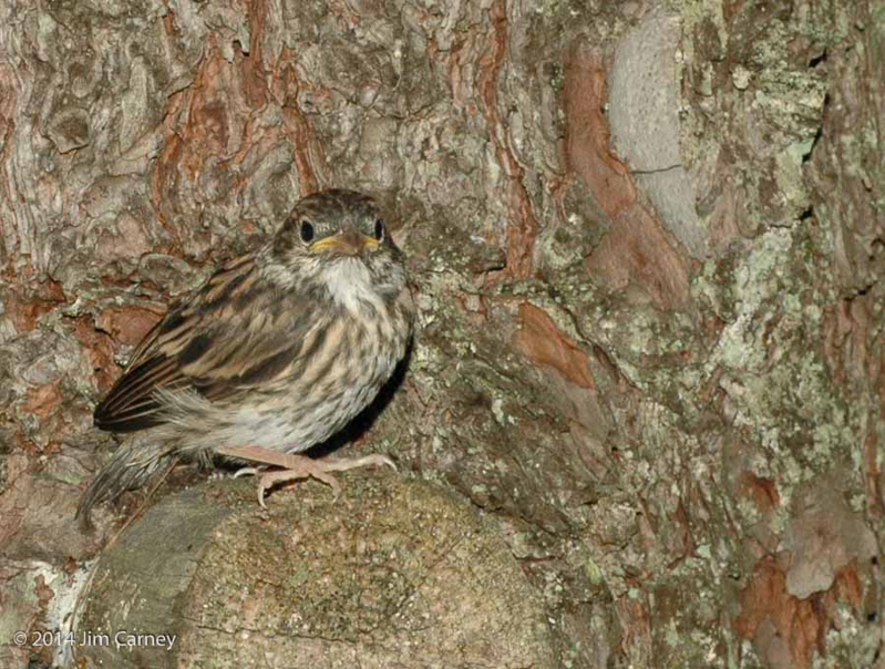 Chipping Sparrow (juvenile). © 2014 Jim Carney