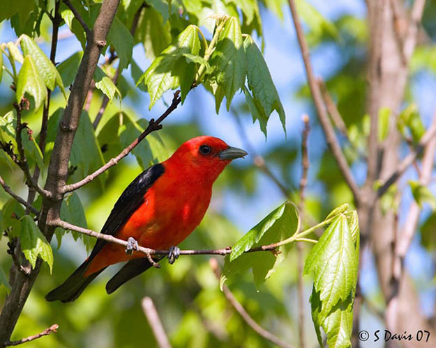 Scarlet Tanager, photo © 2007 Steve Davis