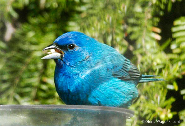 Indigo Bunting at Feeder, photo  © 2010 Gloria Wagenknecht