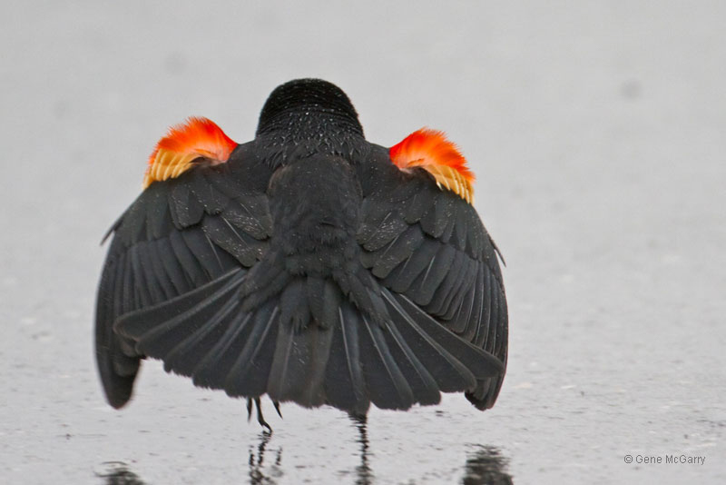 Red-winged Blackbird © 2011 Gene McGarry