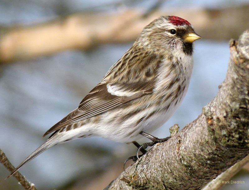 Common Redpoll, photo by Mark Diedrich